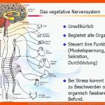 Dr Med Samuel Pfeifer Psychosomatik Wie Knnen Wir Fuer Das Vegetative Nervensystem Arbeitsblatt