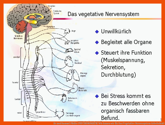 Dr med Samuel Pfeifer PSYCHOSOMATIK Wie knnen wir für das vegetative nervensystem arbeitsblatt