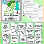 Drittes Und Letztes Material Zu Waldarten, Aber Mehr Zum Wald Bald ... Fuer Laubwald Nadelwald Mischwald Arbeitsblatt