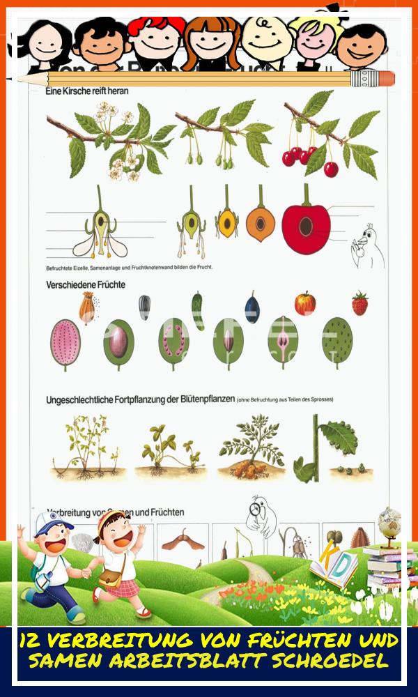 12 Verbreitung Von Früchten Und Samen Arbeitsblatt Schroedel