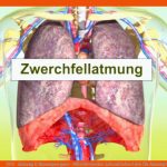 Dvd - atmung & atmungsorgane - Mitteldeutscher Lehrmittelvertrieb Fuer atmung Und atmungsorgane Arbeitsblatt