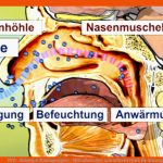 Dvd - atmung & atmungsorgane - Mitteldeutscher Lehrmittelvertrieb Fuer atmungsorgane Beschriften Arbeitsblatt