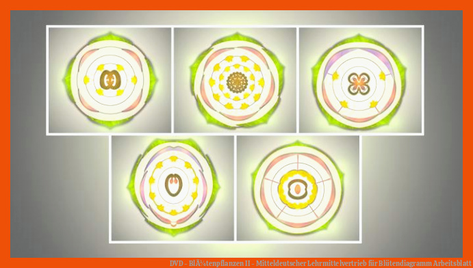 DVD - BlÃ¼tenpflanzen II - Mitteldeutscher Lehrmittelvertrieb für blütendiagramm arbeitsblatt