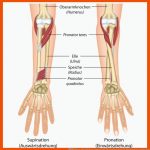 á Aufbau Und Aufgaben Unterschiedlicher Knochenarten Fuer Knochenarten Arbeitsblatt