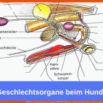 á Die Geschlechtsorgane Des Hundes â âº â· Guter-hund.de Fuer Männliche Geschlechtsorgane Arbeitsblatt