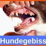 á Hundegebiss - Die ZÃ¤hne Des Hundes â âº â· Guter-hund.de Fuer Hundegebiss Arbeitsblatt