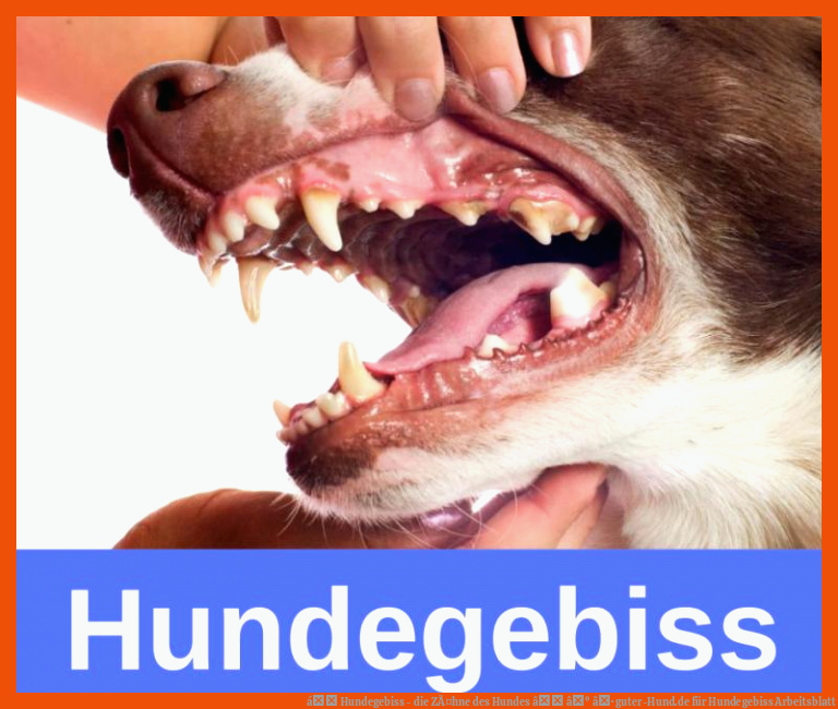 á Hundegebiss - die ZÃ¤hne des Hundes â âº â· guter-Hund.de für hundegebiss arbeitsblatt