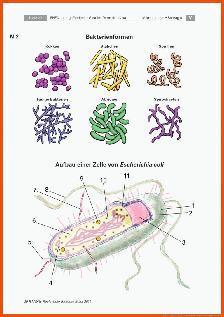 EHEC - ein gefÃ¤hrlicher Gast im Darm für bakterien aufbau arbeitsblatt