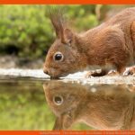 EichhÃ¶rnchen - Tier-steckbrief - FÃ¼r Kinder & Schule Fuer Eichhörnchen Nahrung Arbeitsblatt