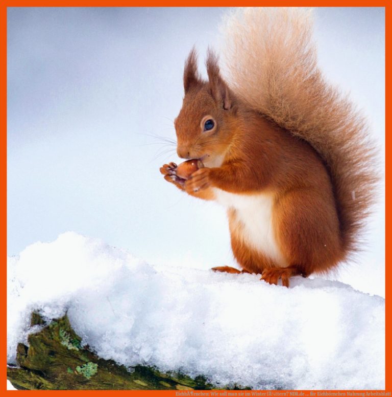 EichhÃ¶rnchen: Wie soll Man Sie Im Winter FÃ¼ttern? Ndr.de ... Fuer Eichhörnchen Nahrung Arbeitsblatt