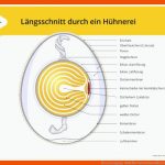 Eier: Erzeugung- Bzfe Fuer Vom Ei Zum Küken Entwicklung Arbeitsblatt