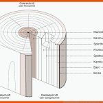 Eigenschaften Und Merkmale Von Holz Und Holzwerkstoffen Holz ... Fuer Werkstoff Holz Arbeitsblatt