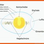 Ein Bisschen Eikunde - Oologie Fuer Aufbau Hühnerei Arbeitsblatt