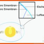 Ein Bisschen Eikunde - Oologie Fuer Aufbau Hühnerei Arbeitsblatt