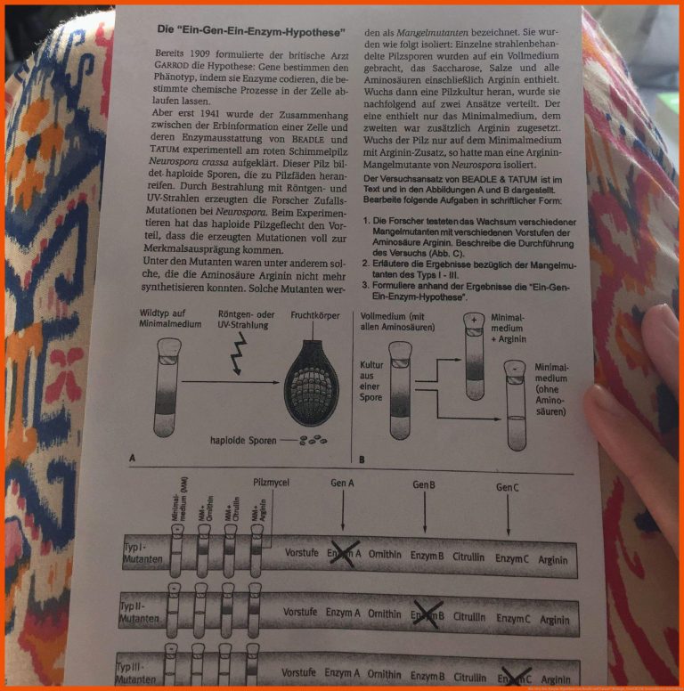 Ein-gen-ein-enzym-hypothese Von Beadle Und Tatum? (biologie, Genetik) Fuer Genwirkkette Arbeitsblatt