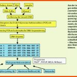 Ein Molekularer Stammbaum Der GreifvÃ¶gel Fuer Systematik Der Lebewesen Arbeitsblatt