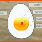 Ei(n)blicke Fuer Vom Ei Zum Küken Entwicklung Arbeitsblatt