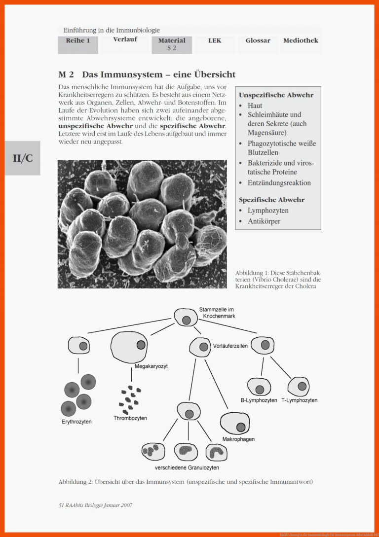 EinfÃ¼hrung in die Immunbiologie für immunsystem arbeitsblatt pdf