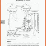 EinfÃ¼hrung In Die Ãkologie Fuer Wassertransport Pflanze Arbeitsblatt
