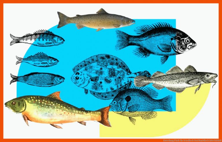 Einteilung Fisch Fuer Friedfisch Und Raubfisch Arbeitsblatt