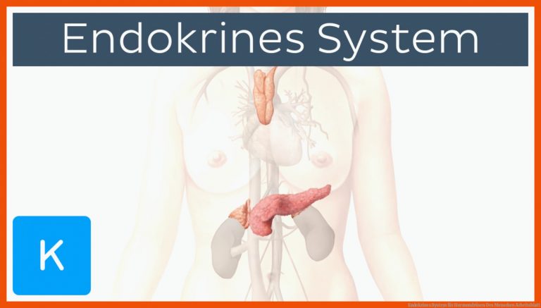 Endokrines System für hormondrüsen des menschen arbeitsblatt