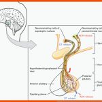 Endokrines System (hormonsystem) & Endokrine organe Fuer Hormondrüsen Des Menschen Arbeitsblatt