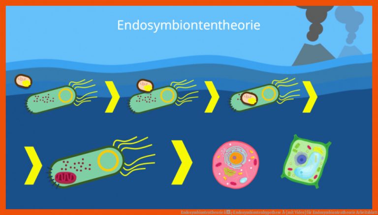 Endosymbiontentheorie â¢ Endosymbiontenhypothese Â· [mit Video] für endosymbiontentheorie arbeitsblatt