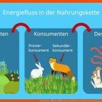 Energiefluss â¢ Im Ãkosystem, Stoffkreislauf, Nahrungsbeziehung ... Fuer Nahrungsbeziehungen Im Wald Arbeitsblatt