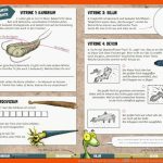 Entdecke Die Welt Der Fossilien â Pindactica Fuer Entstehung Von Fossilien Arbeitsblatt