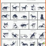 EntschlÃ¼sseln Der KÃ¶rpersprache Vom Hund: 8 HÃ¤ufige ... Fuer Körpersprache Hund Arbeitsblatt