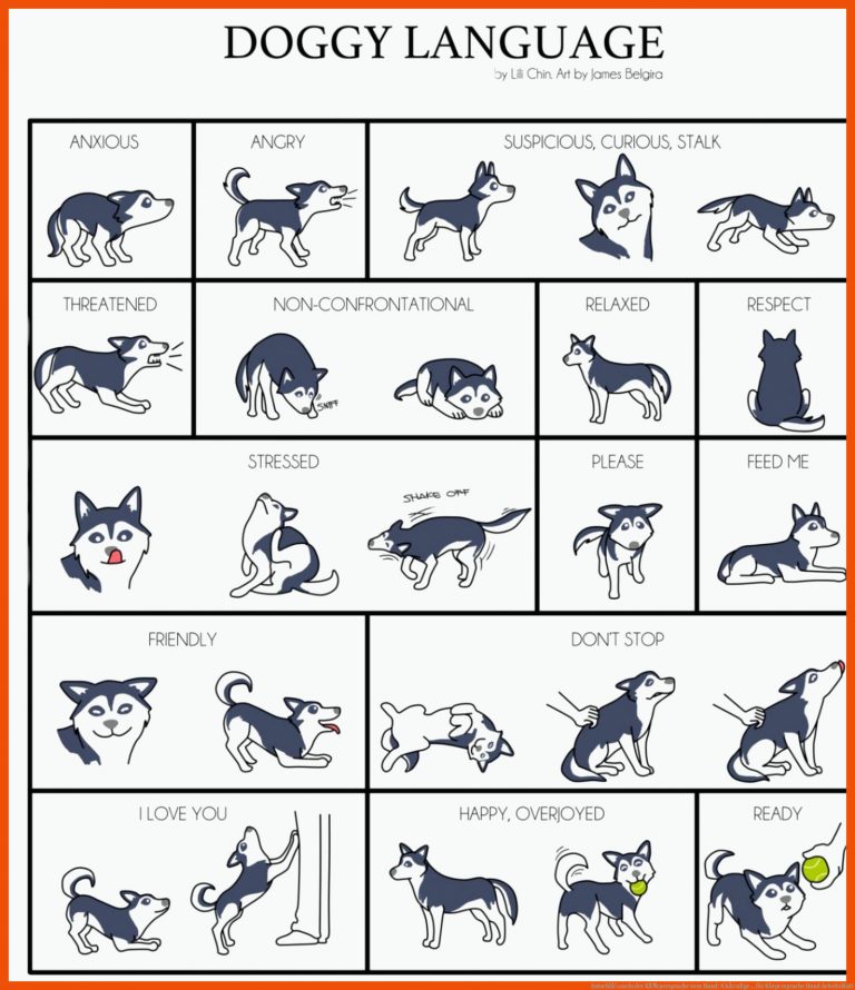 EntschlÃ¼sseln der KÃ¶rpersprache vom Hund: 8 hÃ¤ufige ... für körpersprache hund arbeitsblatt
