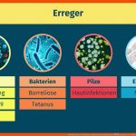 Entstehung & Verlauf Von Infektionskrankheiten â Beispiele & ErklÃ¤rung Fuer Phasen Einer Infektionskrankheit Arbeitsblatt