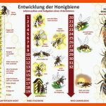 Entwicklung Der Honigbiene Fuer Entwicklung Biene Arbeitsblatt
