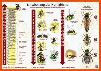 22 Entwicklung Biene Arbeitsblatt