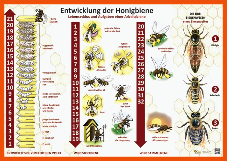 Entwicklung Der Honigbiene Fuer Entwicklung Biene Arbeitsblatt