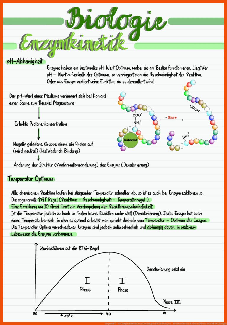 Enzymatik 7 - Wie Enzyme funktionieren Hemmungen und Verbindungen ... für schematisierte enzymreaktionen arbeitsblatt lösungen