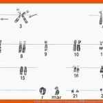 ErbgÃ¤nge, Chromosomen & Blutgruppen â Humangenetik Fuer Vererbung Der Blutgruppen Arbeitsblatt