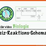 ErklÃ¤rvideo Biologie â Reiz-reaktions-schema Fuer Reiz Reaktions Kette Arbeitsblatt