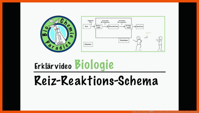 ErklÃ¤rvideo Biologie â Reiz-Reaktions-Schema für reiz reaktions kette arbeitsblatt