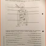 Erlebnis Natur Und Technik â Homeschooling In Der Schweiz Fuer Arbeitsblatt Immunsystem