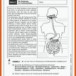 ErnÃ¤hrungslehre An Stationen - Mit SpaÃ Und Aktion Zur Gesunden ... Fuer Verdauung Arbeitsblätter