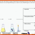 Ernst Klett Verlag Gmbh Fuer Avery Experiment Arbeitsblatt