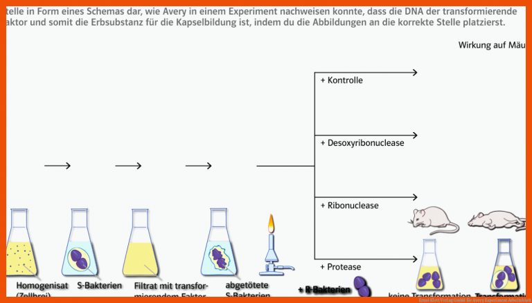 Ernst Klett Verlag GmbH für avery experiment arbeitsblatt
