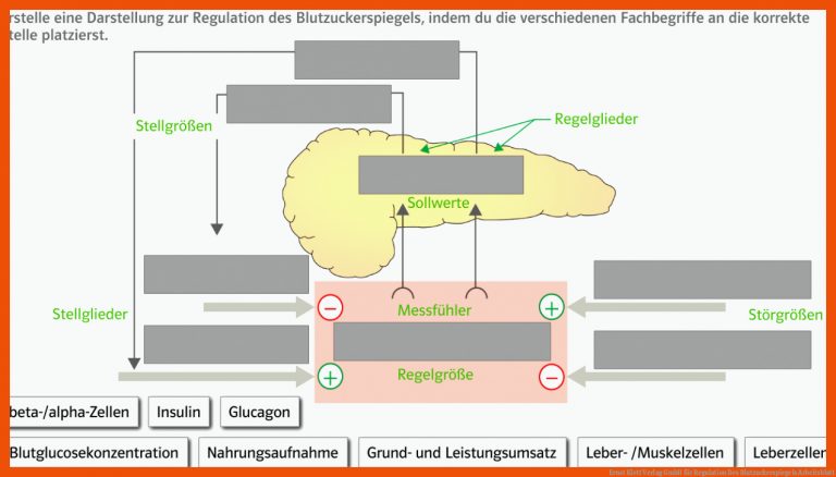 Ernst Klett Verlag GmbH für regulation des blutzuckerspiegels arbeitsblatt