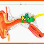 Ernst Klett Verlag Gmbh, Stuttgart Fuer Aufbau Des Ohres Arbeitsblatt