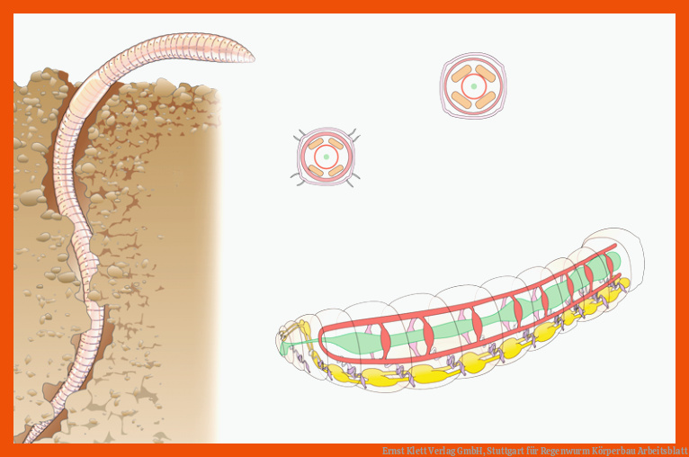 Ernst Klett Verlag GmbH, Stuttgart für regenwurm körperbau arbeitsblatt