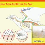 Ernst Klett Verlag - Natura Biologie Ausgabe Bayern Gymnasium Ab ... Fuer Arbeitsblätter Biologie Vögel Klett Lösungen