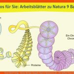 Ernst Klett Verlag - Natura Biologie Ausgabe Bayern Gymnasium Ab ... Fuer Aufbau Eines Chromosoms Arbeitsblatt Klett