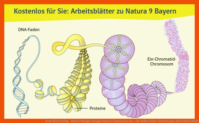 Ernst Klett Verlag - Natura Biologie Ausgabe Bayern Gymnasium ab ... für aufbau eines chromosoms arbeitsblatt klett