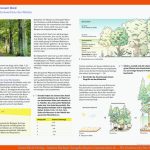 Ernst Klett Verlag - Natura Biologie Ausgabe Bayern Gymnasium Ab ... Fuer Stockwerke Des Waldes Arbeitsblatt Klett